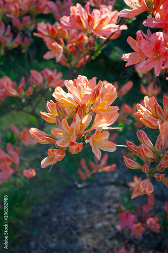 Rhododendron plants in bloom with flowers © Diana Taliun
