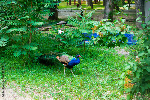 A male Indian peafowl or blue peafowl, also known as peacock. A large and colourful bird from South and South East Asia with fan tail and crest on its head photo