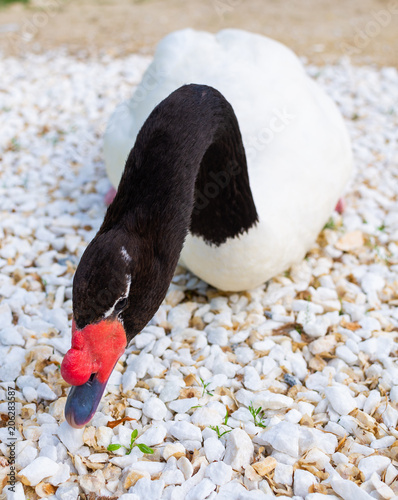 Portrait of white swan with black neck photo