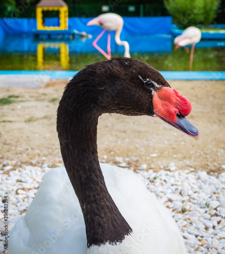 Portrait of white swan with black neck photo