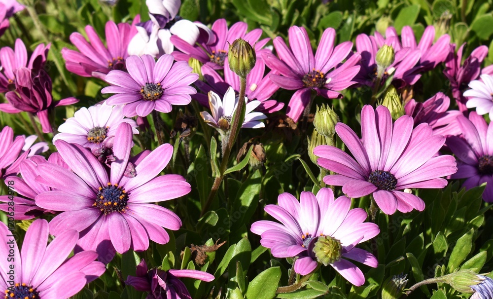 Flower bush with African daisies Flower bush with African daisies