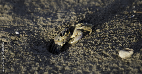 peeking crab © Danielle