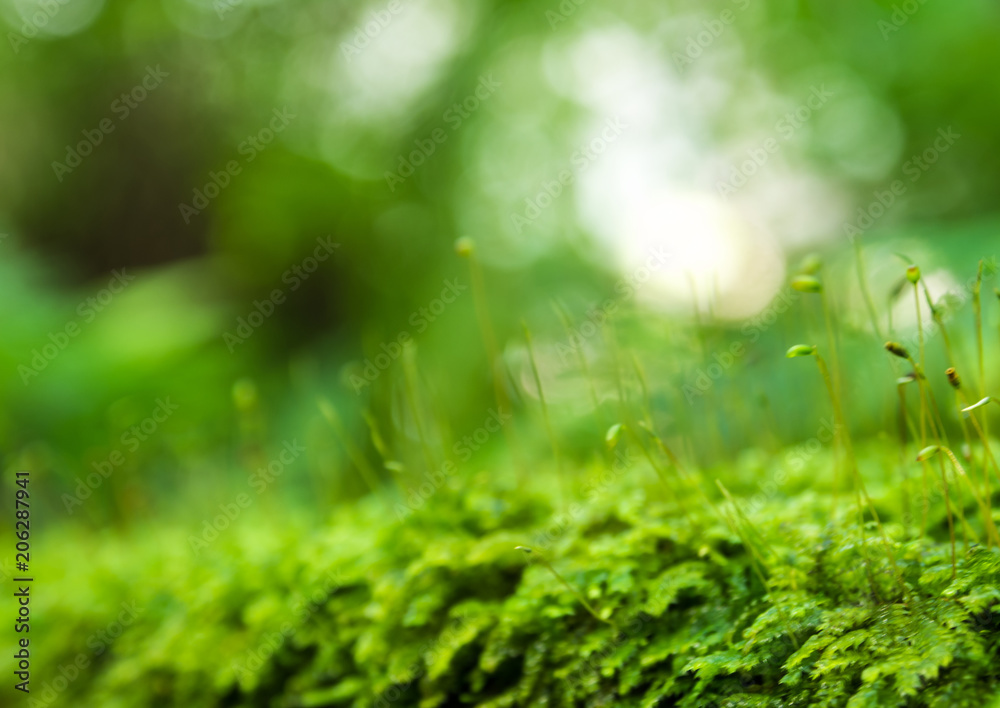 Sporophyte of freshness green moss with water drops growing in the rainforest