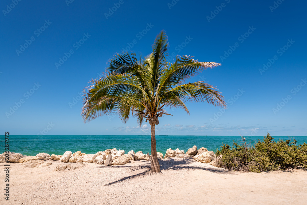 Obraz premium Lone Palm Tree of Fort Zachary Taylor