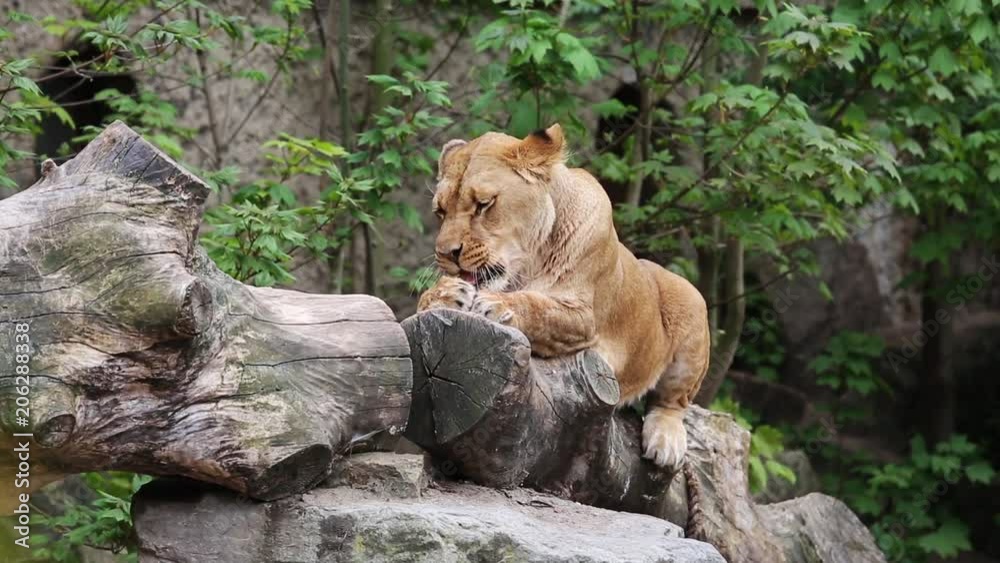 Extreme close up of lioness eating meat Extreme close up of lioness eating meat