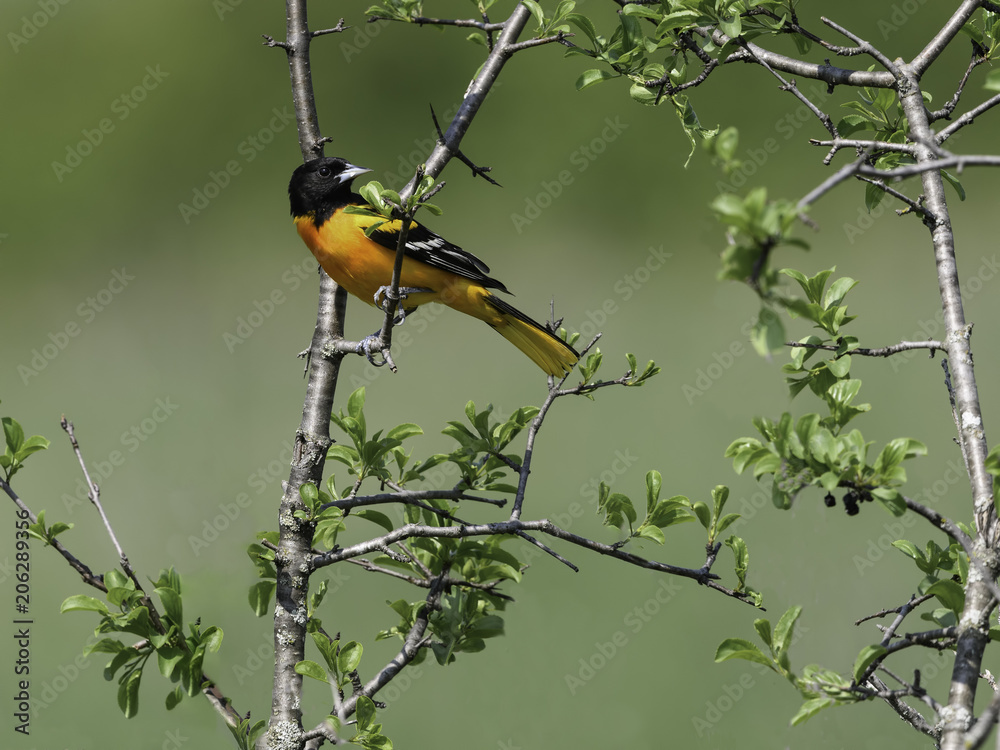 Male Baltimore Oriole in Spring Male Baltimore Oriole in Spring