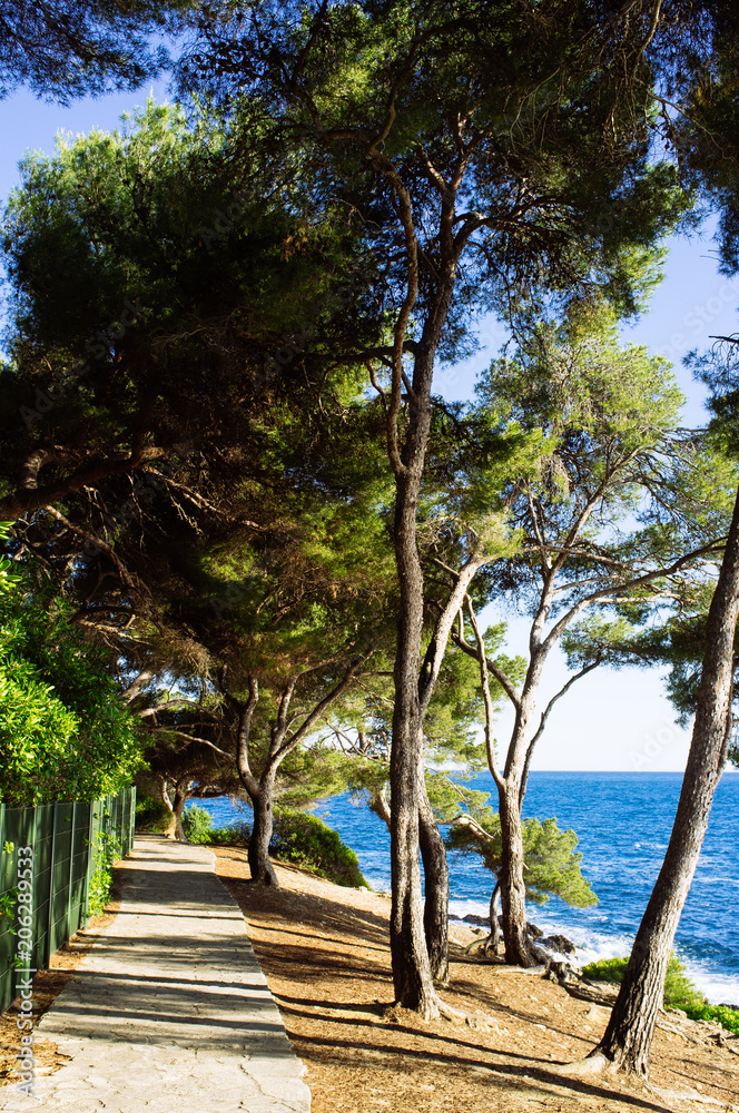 Obraz premium Mediterranean nature in the Tour of Cap Ferrat Hiking Trail, walking trail winds its way around the edge of the peninsula and alongside numerous millionnaires’ villas.