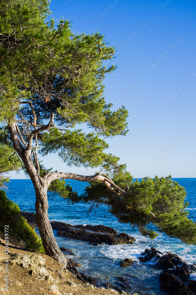 Mediterranean nature in the Tour of Cap Ferrat Hiking Trail, walking trail winds its way around the edge of the peninsula and alongside numerous millionnaires’ villas. Mediterranean nature in the Tour of Cap Ferrat Hiking Trail, walking trail winds its way around the edge of the peninsula and alongside numerous millionnaires’ villas.