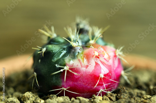 Gymnocalycium damsii variegata pot plant. photo