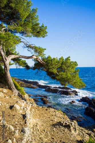 Mediterranean nature in the Tour of Cap Ferrat Hiking Trail, walking trail winds its way around the edge of the peninsula and alongside numerous millionnaires’ villas.
