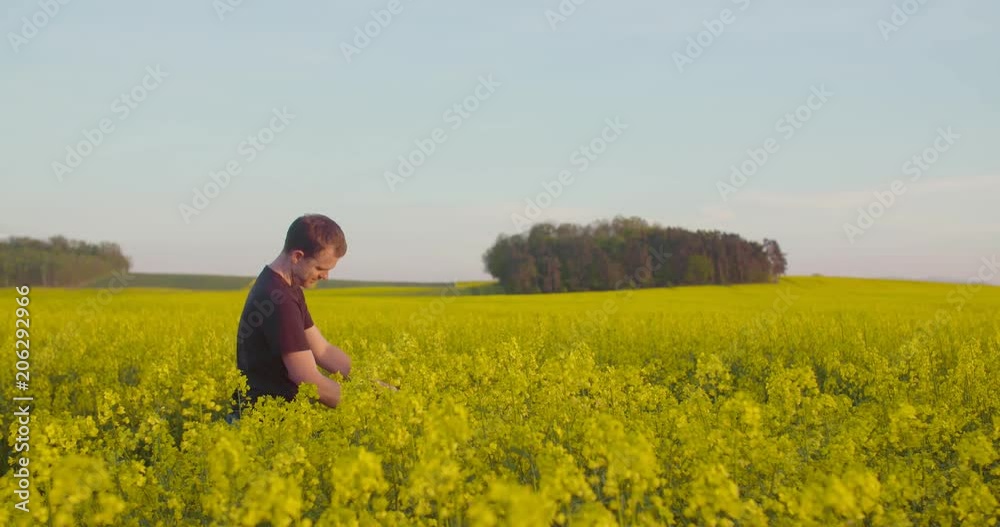 Farmer Examining Rape Blossom On Field Farmer Examining Rape Blossom On Field