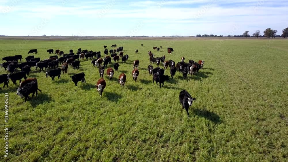 Grazing cattle on pastures aerial view