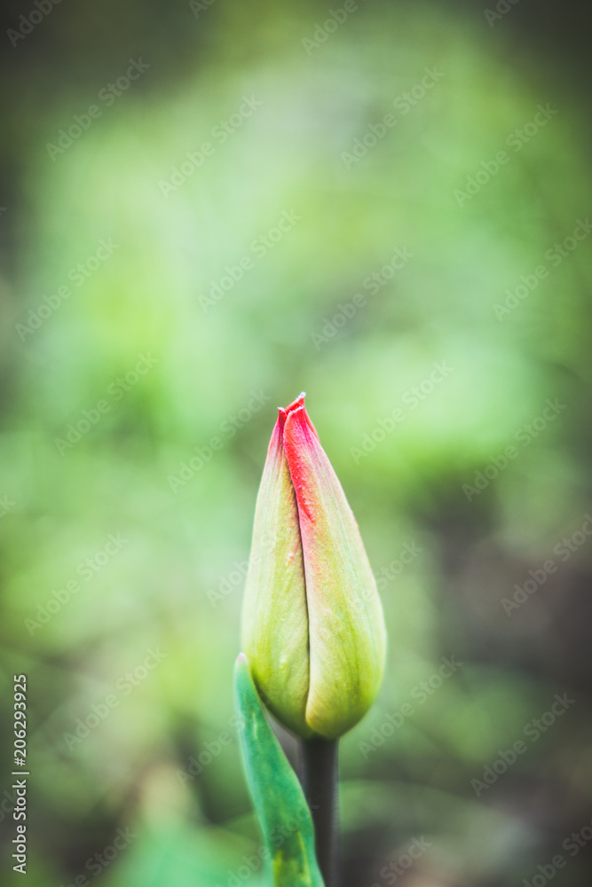 Bud of tulip flower in the garden. Selective focus. Shallow depth of field. Bud of tulip flower in the garden. Selective focus. Shallow depth of field.