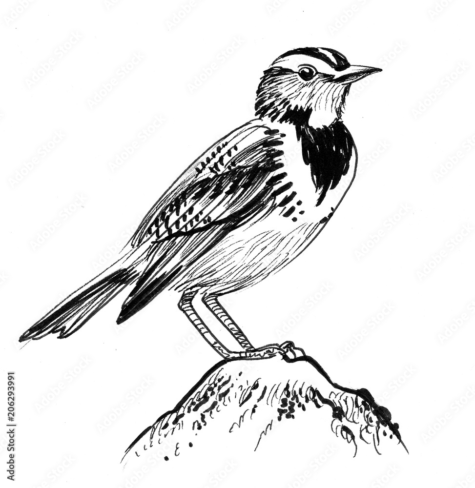Obraz premium Bird sitting on a rock. Ink black and white illustration