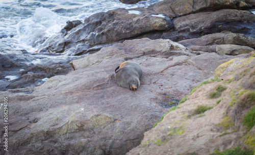 Seal sleeping on the rock.
