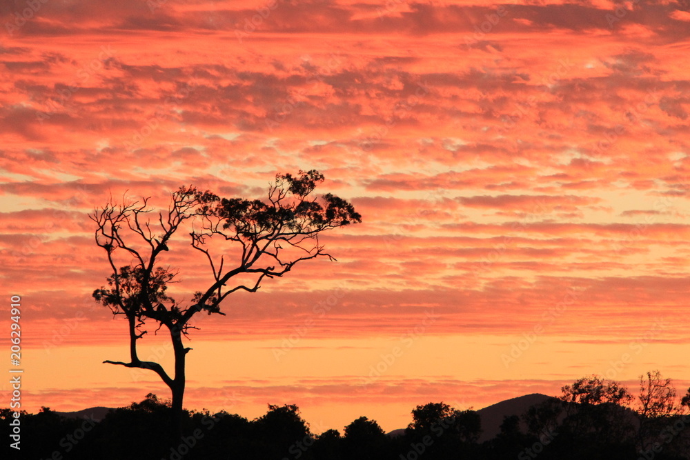 Orange Sunset clouds and tree