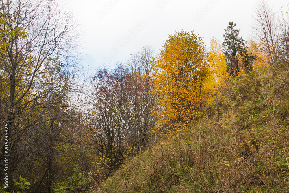 Tree wiht yellow leaves in autumn park