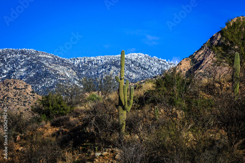 A view from the Sonoran Desert to the snowy Santa Catalina mountains above. Near Tucson, Arizona.