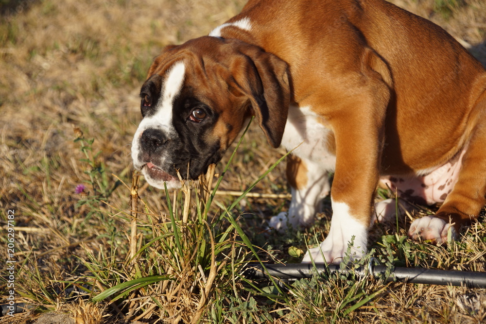 Magnifique chiot Boxer fauve marqué en blanc Magnifique chiot Boxer fauve marqué en blanc