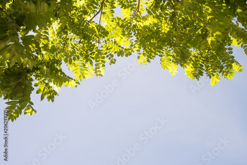 green leaf on blue sky for backgr