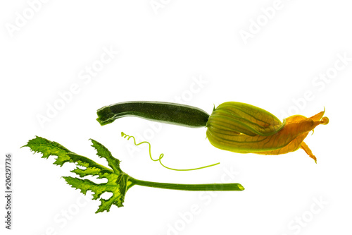 baby courgette with flower and leaf isolated on white background