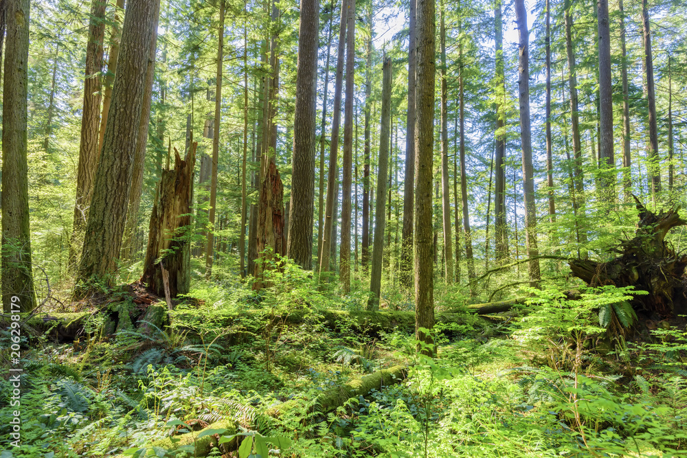 sunny day in a dense, green, subtropical forest, with mossy trees sunny day in a dense, green, subtropical forest, with mossy trees