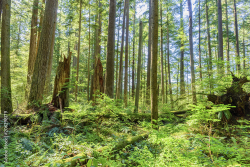 sunny day in a dense, green, subtropical forest, with mossy trees