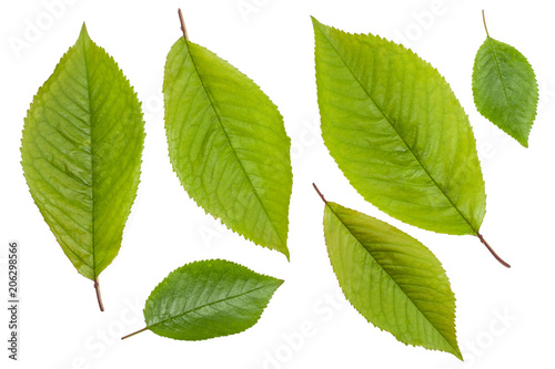Green leaves of sweet cherry isolated on white