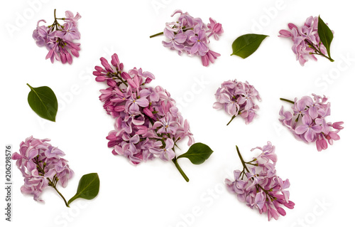 Lilac flowers isolated on white, top view