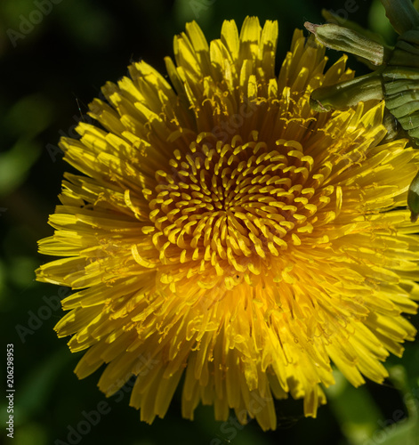 dandelion flower close-up