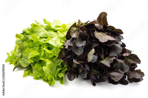 Red and green oak lettuce on a white background