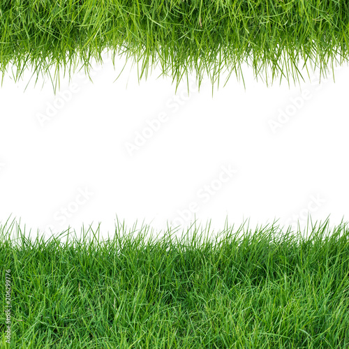 grass isolate on white background