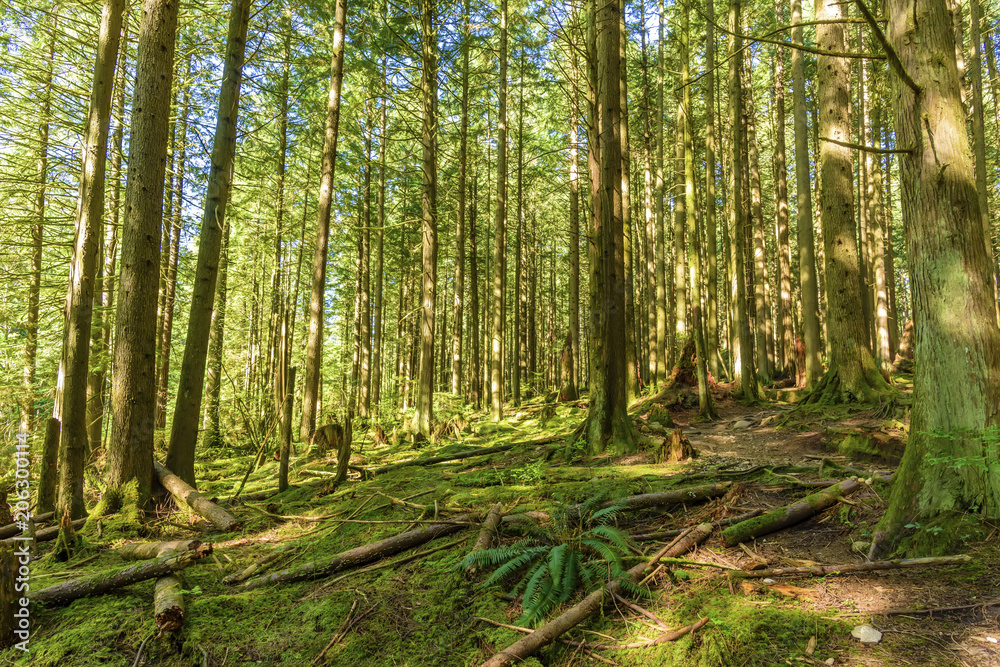 Obraz premium sunny day in a dense, green, subtropical forest, with mossy trees, ferns