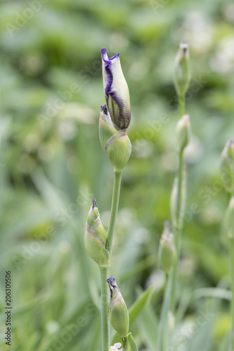 Fototapeta Naklejka Na Ścianę i Meble -  Flower of the Iris.