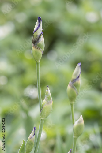 Fototapeta Naklejka Na Ścianę i Meble -  Flower of the Iris.