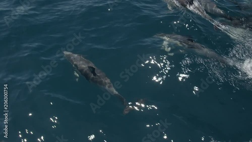 Pod of dolphins swimming on surface ahead of boat