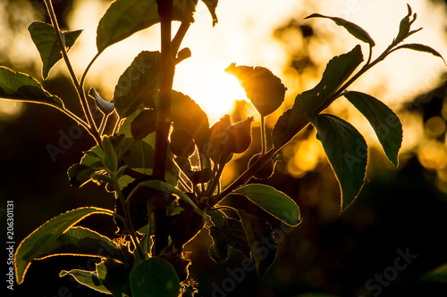 Dark branch of tree is in framing of sunlight. Sun rays penetrate through apple leaves_