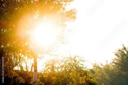 Bright sunlight penetrates through leaves of tree. For design and creativity. Copy spase for text_