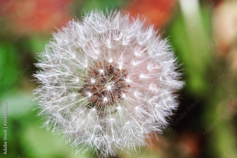 Fototapeta premium 綿帽子