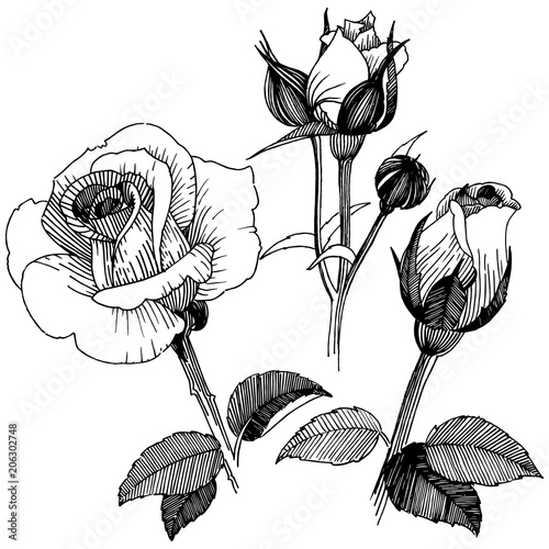 Vector roses. Floral botanical flower. Wild spring leaf wildflower isolated. Vector wildflower for background, texture, wrapper pattern, frame or border.