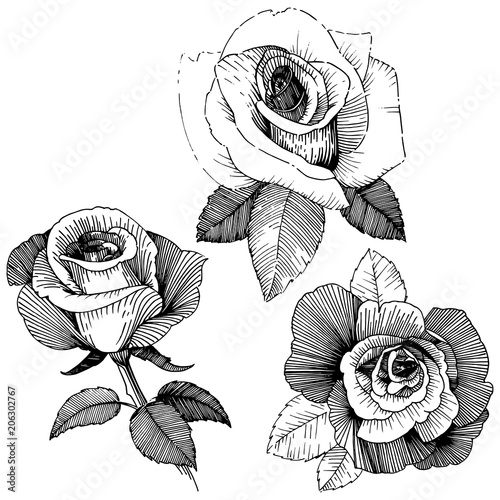 Vector roses. Floral botanical flower. Wild spring leaf wildflower isolated. Vector wildflower for background, texture, wrapper pattern, frame or border.