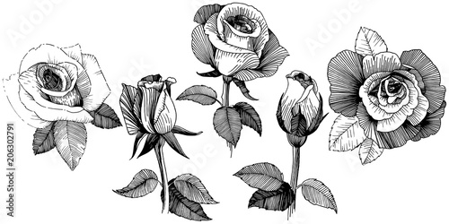 Vector roses. Floral botanical flower. Wild spring leaf wildflower isolated. Vector wildflower for background, texture, wrapper pattern, frame or border.