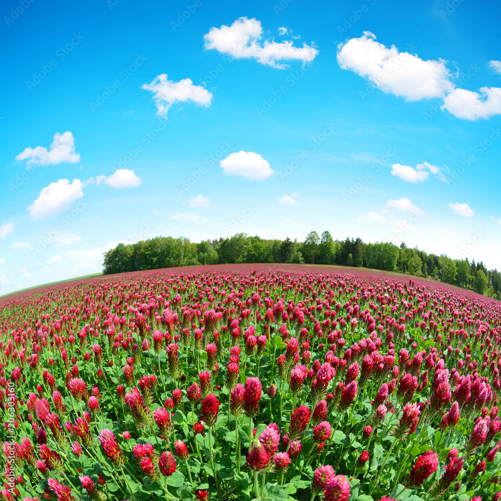 Field of flowering crimson clovers (Trifolium incarnatum) in spring rural landscape. Fisheye shot.