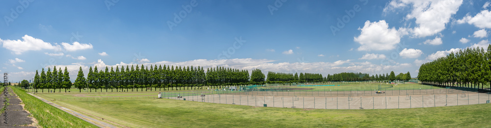 Obraz premium メタセコイアの並木に囲まれたグラウンドに