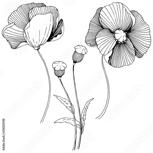 Vector poppy. Floral botanical flower. Wild spring leaf wildflower isolated. Vector wildflower for background, texture, wrapper pattern, frame or border.