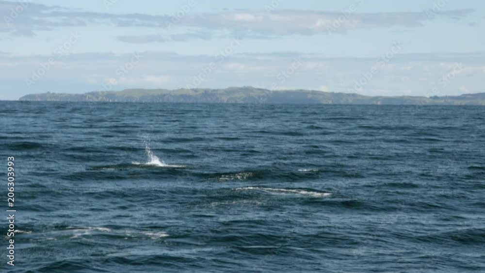 Wide shot pod of dolphins jumping in afternoon sun Wide shot pod of dolphins jumping in afternoon sun