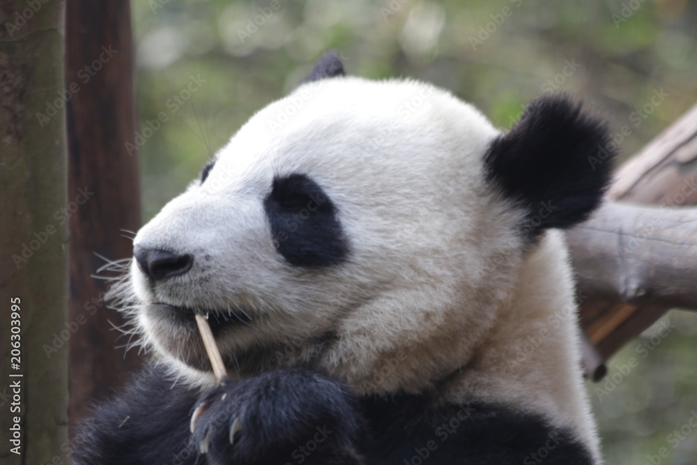 Close up Fluffy Round Face Giant Panda, Chengdu, China