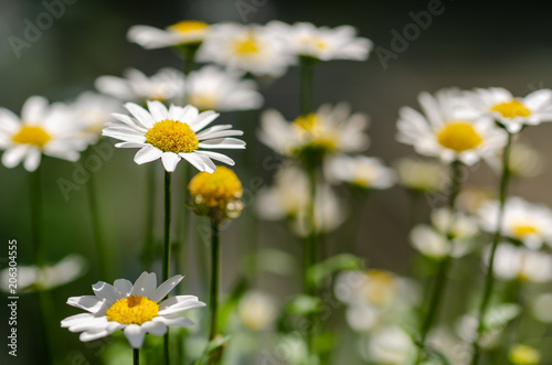 White daisy flowers © nkeskin