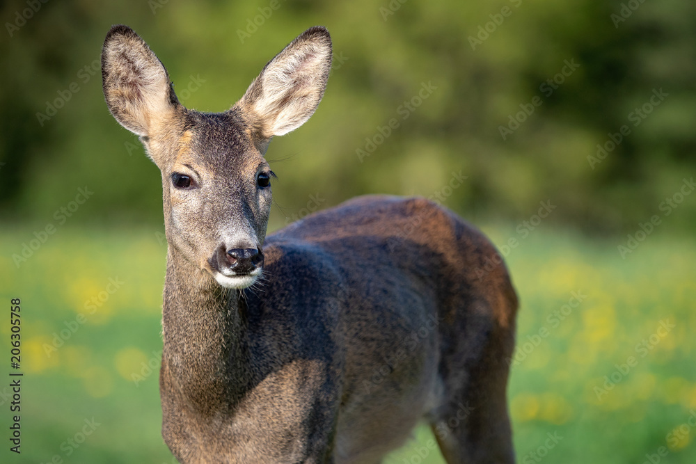 Roe deer in grass, Capreolus capreolus. Wild roe deer in spring nature.