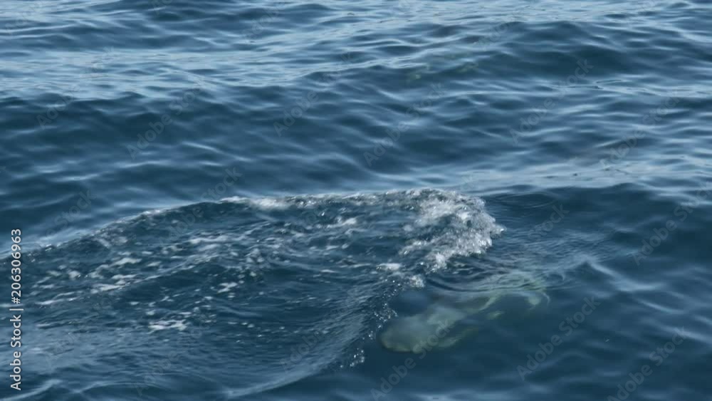 Pair of dolphins swimming through smooth glassy water Pair of dolphins swimming through smooth glassy water
